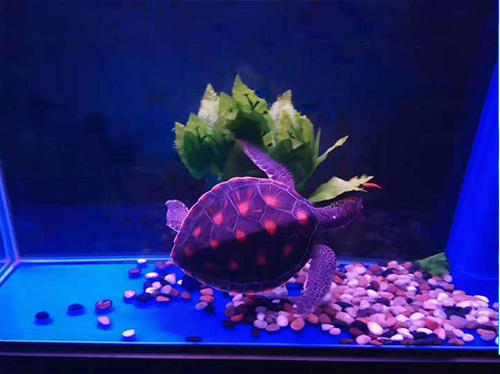 香港特马王中王精准,香港期期准正版资料,香港资料大全正版资料图片叫什么网,实时问题反馈执行_梦想版46.332